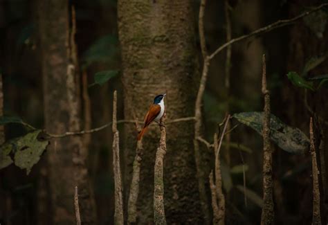 Bird Photography Tips and Techniques with Greg Sullavan | Canon Australia