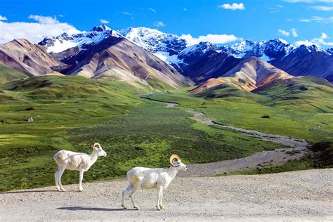 Visit Denali National Park Without Using the Park Road