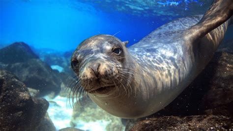 Visiting Sea Lions In Cabo San Lucas | 🌅 Only Cabo Tours 🌴