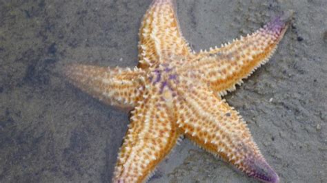 Predatory starfish causing havoc in Vic | The West Australian