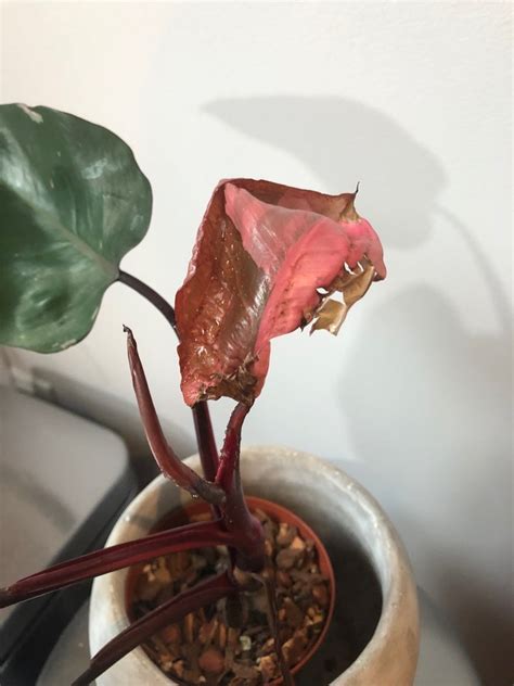 Philodendron pink princess new leaves are brown