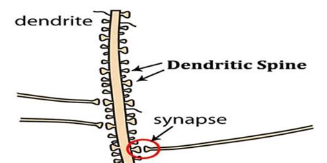 Dendritic Spine - Assignment Point