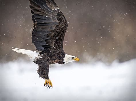 Bald Eagle - Michigan Trail Maps