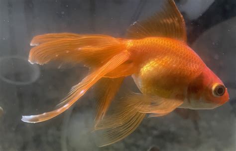 Is this Ich on the tail fin? : r/Goldfish