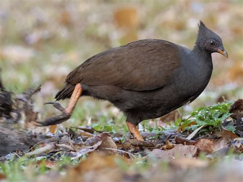 Orange-footed Megapode - eBird