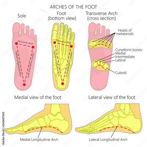 Vector Diagram Arches Of The Foot Medial And Lateral Longitudinal And ...