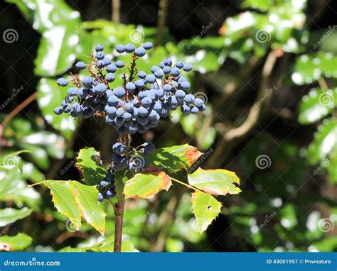 Oregon Grape Berries - Mahonia Aquifolium Stock Image - Image: 43001957