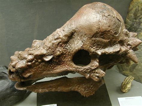 Pachycephalosaurus Skull - a photo on Flickriver