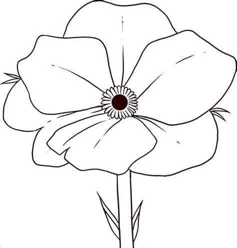 Poppy Outline Drawing at GetDrawings | Free download