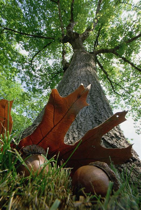 Northern Red Oak Acorns And Tree Photograph by Mark Moffett