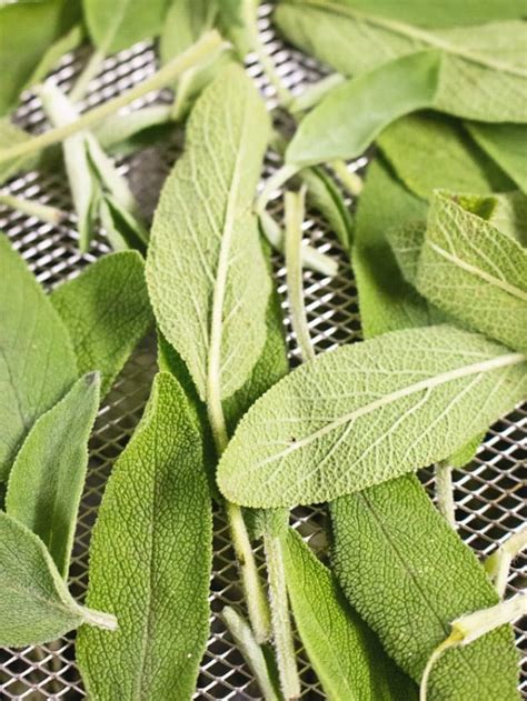 How to dry Sage? Story - MasalaHerb.com