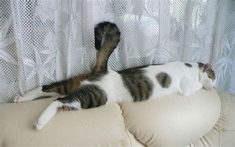 30 Cats Who Have Mastered The Art Of Sleep-Fu | Bored Panda