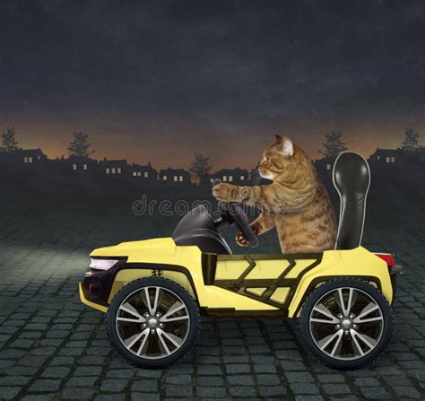 Cat in the yellow car 2 stock photo. Image of vehicle - 121145910