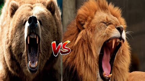 animal face off battle - grizzly bear vs African lion - YouTube