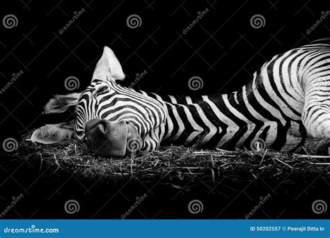 Zebra/African Zebra Sleeping on Field. Stock Image - Image of field ...