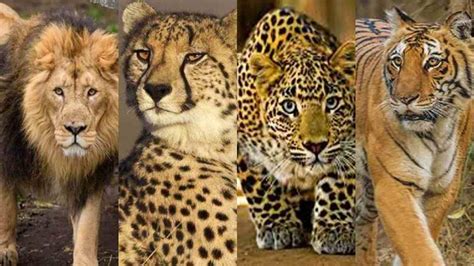 Differences between Cheetah, Leopard, Lion & Tiger