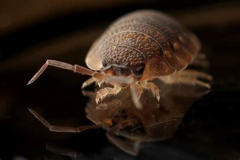 The Top 8 Pests That Give Homeowners the Most Trouble | Eyring Pest ...