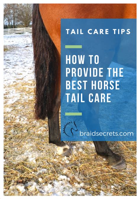 HOW TO PROVIDE THE BEST HORSE TAIL CARE - Braid Secrets