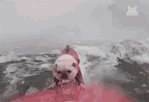 Surfing Dog Surfing GIF - Surfing DogSurfing DogExtremeSports ...