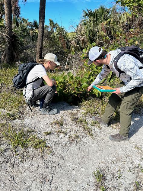 Gopher Tortoise Surveys Reveal Loss of Burrows | Sanibel-Captiva ...