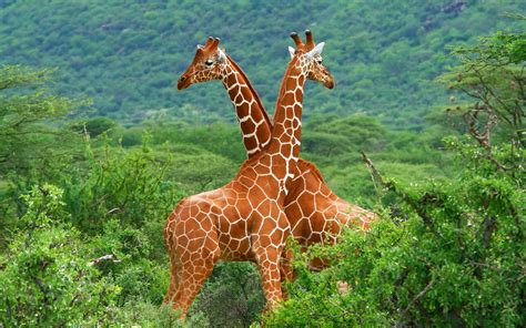 giraffes, Animals, Forest Wallpapers HD / Desktop and Mobile Backgrounds