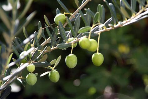 Learn How To Plant Olive Pits – Gardening Know How | Garden