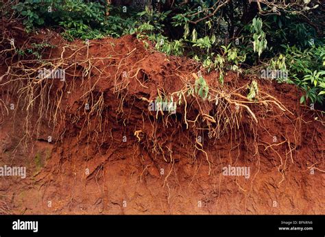 Roots ; soil erosion ; Matheran ; Maharashtra ; India ; asia Stock ...