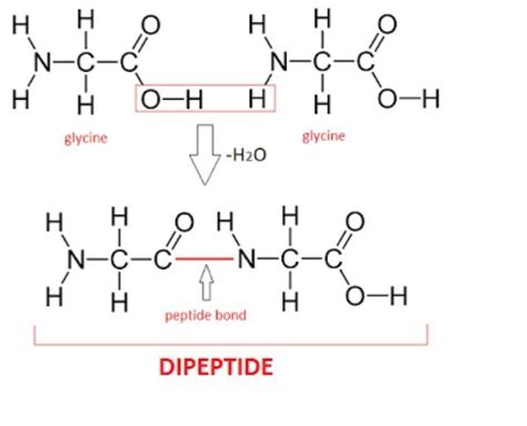 sketch the structure of dipeptide - Brainly.in