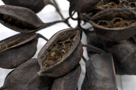 Seeds of a Jacaranda Tree - Stock Image - C012/8695 - Science Photo Library