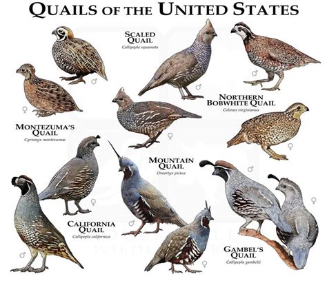 Quail of the United States Poster Print/field Guide - Etsy | Quail, Pet ...