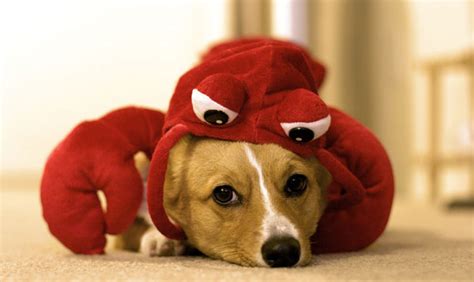 PreCalculus A 5th Hour Fall 2010: Dogs in Lobster Costumes