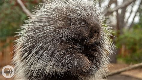 Do Porcupine Quills Have Poison In Them? Best 28 Answer - Musicbykatie.com