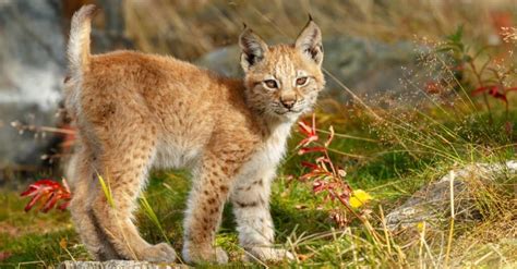 What’s a Baby Lynx Called + 4 More Amazing Facts! - A-Z Animals