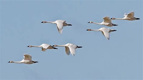 Is it possible I've heard a whole flock of swans migrating overhead ...