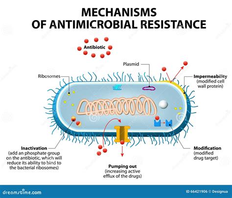 Antibiotics Mechanisms Of Action. Antibacterial Drugs Cartoon Vector ...