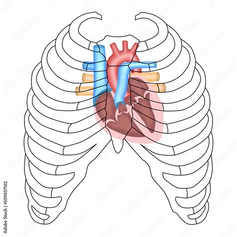 Vettoriale Stock Human Heart - Cardiac anatomy - Projection of The ...