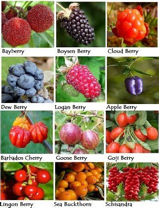 570 Fruit/Nut Orchard, Berry Patch, and Vineyard ideas in 2021 | fruit ...