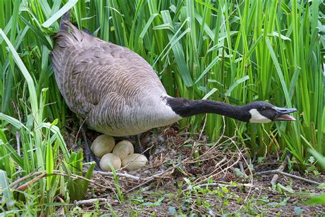 Canada Goose On Nest With Eggs Photograph by Ivan Kuzmin - Pixels