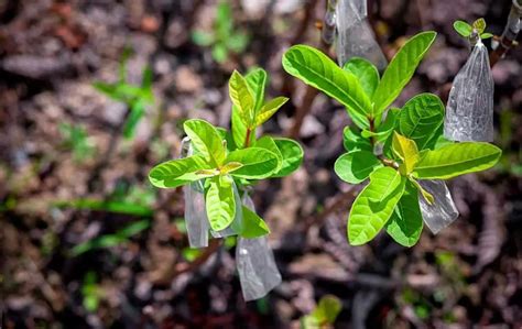 How To Grow A Guava Tree From Seeds? – Bed Gardening