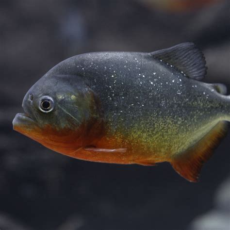 Red-bellied Piranha - River Safari | Wildlife Reserves Singapore