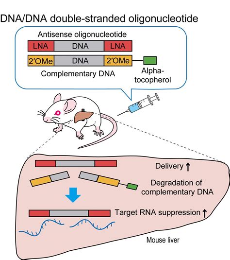 Making therapeutic sense of antisense oligonucleotides