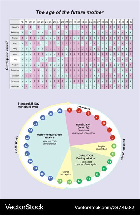 Conception pregnant calendar waiting baby Vector Image