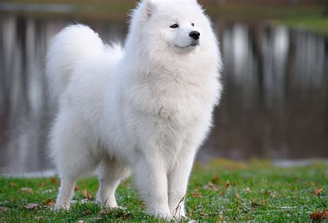 Samoyed - SpockTheDog.com