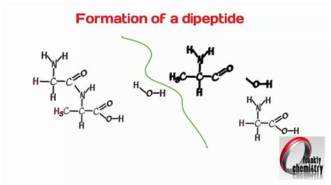 Formation of Dipeptide Bond