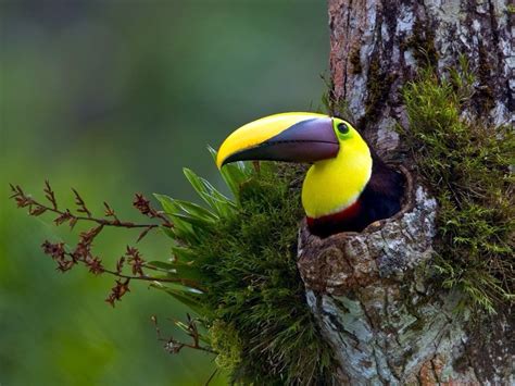 A Toucan in a Tree - posted in the aww community