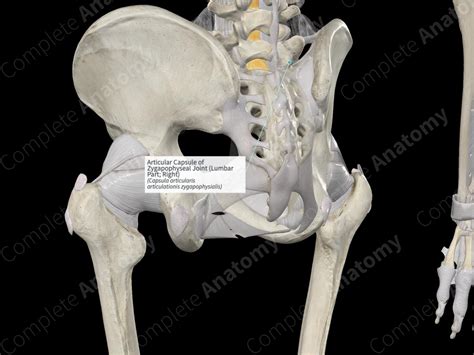 Articular Capsule of Zygapophyseal Joint (Lumbar Part; Right ...