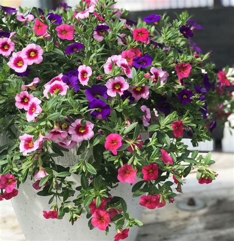 Million Bells (Calibrachoa) Hanging Basket — Altum's — Garden Center ...