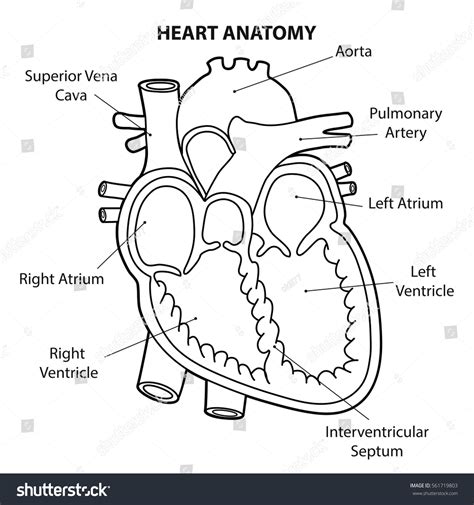 Human Heart Diagram Outline Photos and Images | Shutterstock