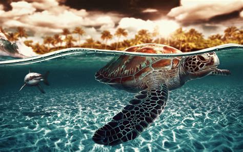 Cute Sea Turtle Wallpaper