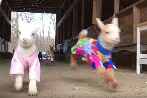 Now There's An Adorable Maine Baby Goats In Pajamas Music Video